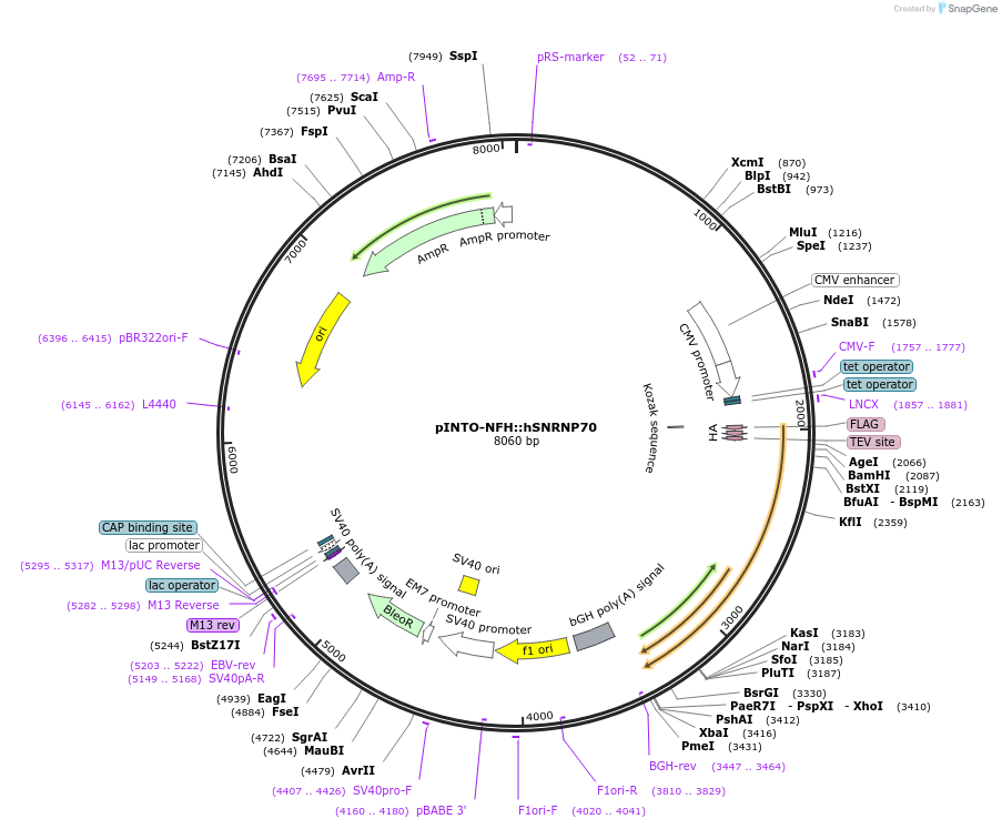 65926-plasmid-map-sequence-id-119727