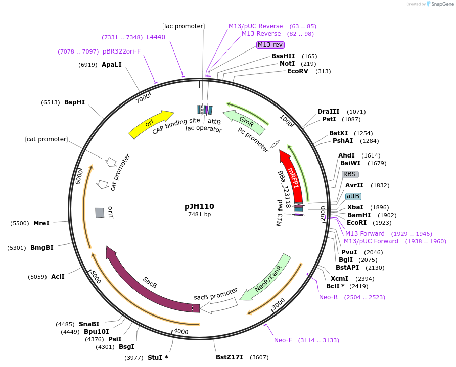 68376-plasmid-map-sequence-id-119852