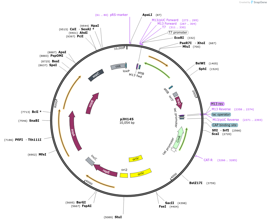 68380-plasmid-map-sequence-id-119857