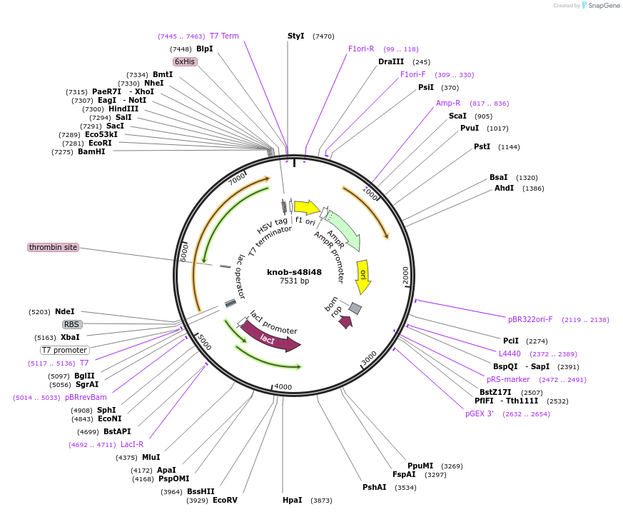 68391-plasmid-map-sequence-id-119871