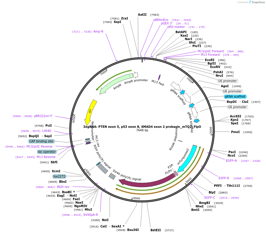 68405-plasmid-map-sequence-id-119955