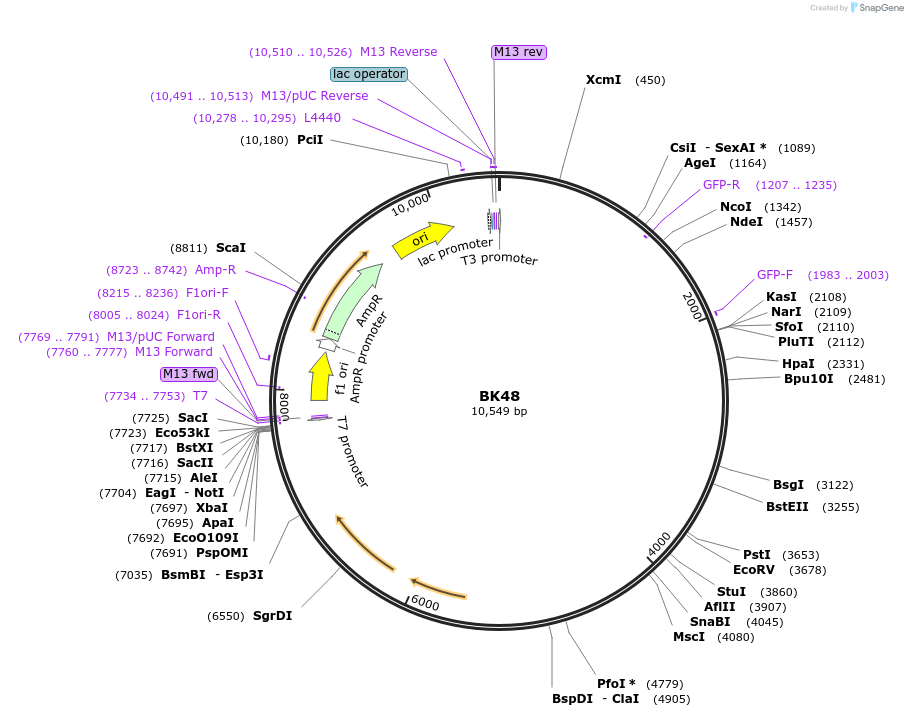 1510-plasmid-map-sequence-id-120