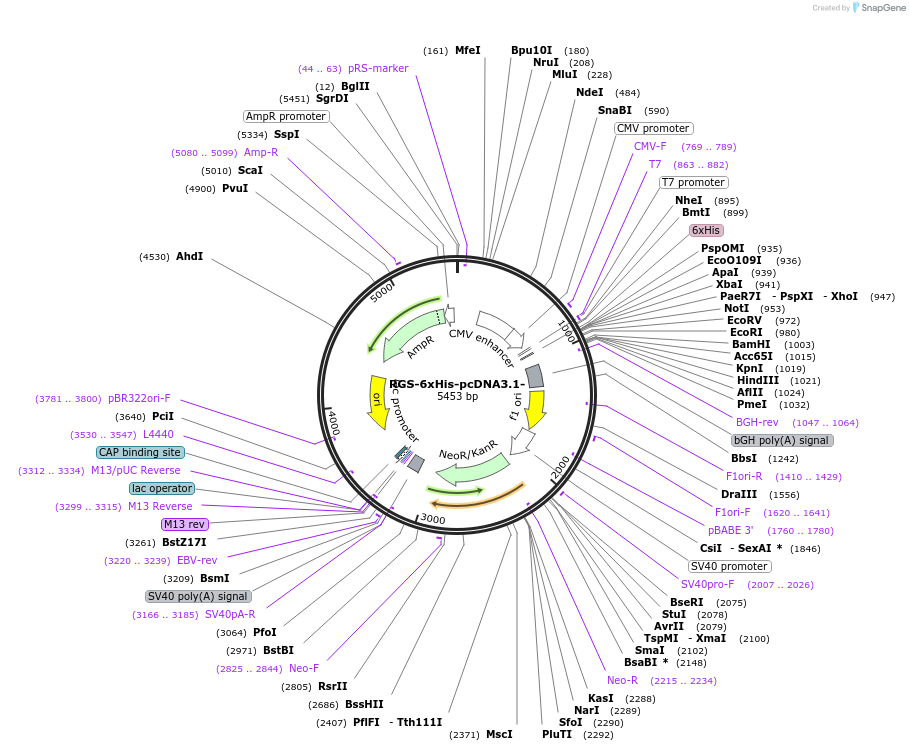 52534-plasmid-map-sequence-id-120027