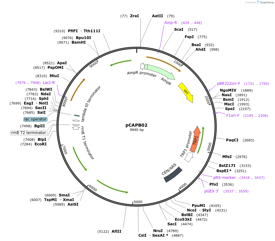 65628-plasmid-map-sequence-id-120067