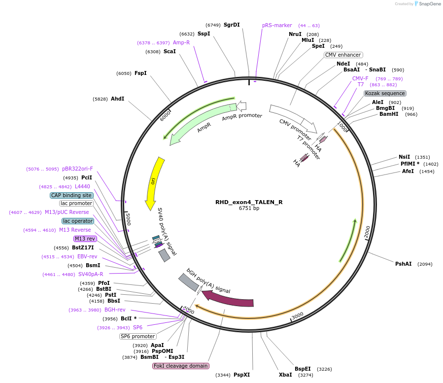 62242-plasmid-map-sequence-id-120072