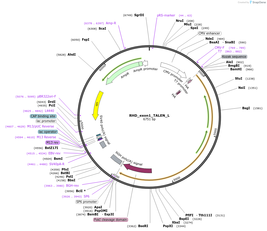 62239-plasmid-map-sequence-id-120073