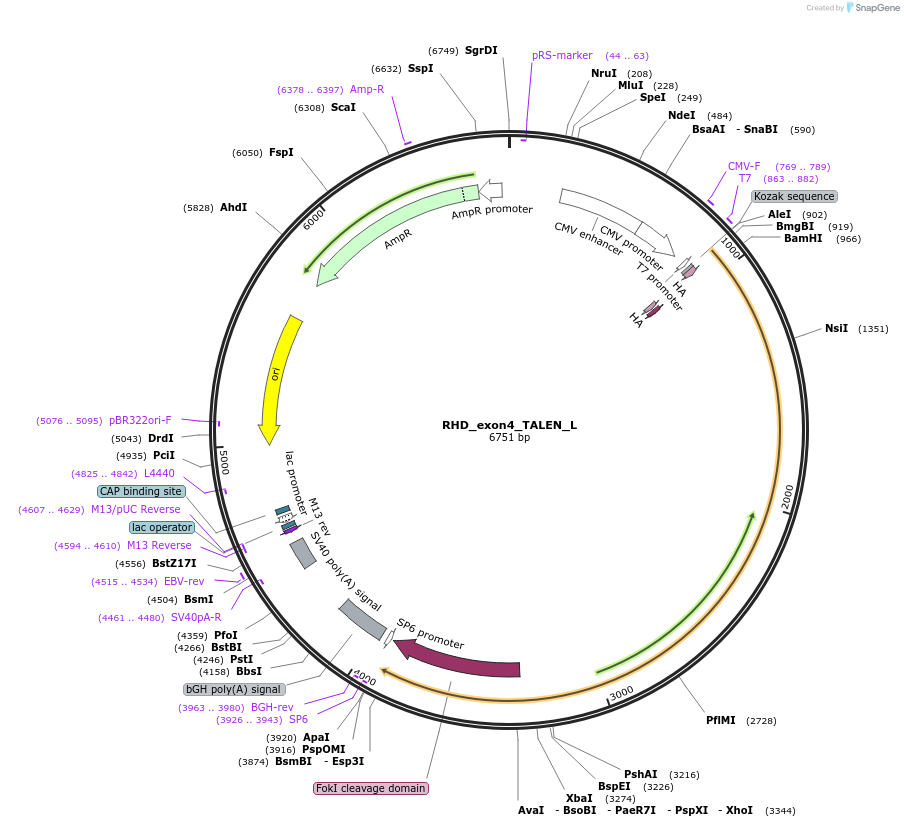 62241-plasmid-map-sequence-id-120074