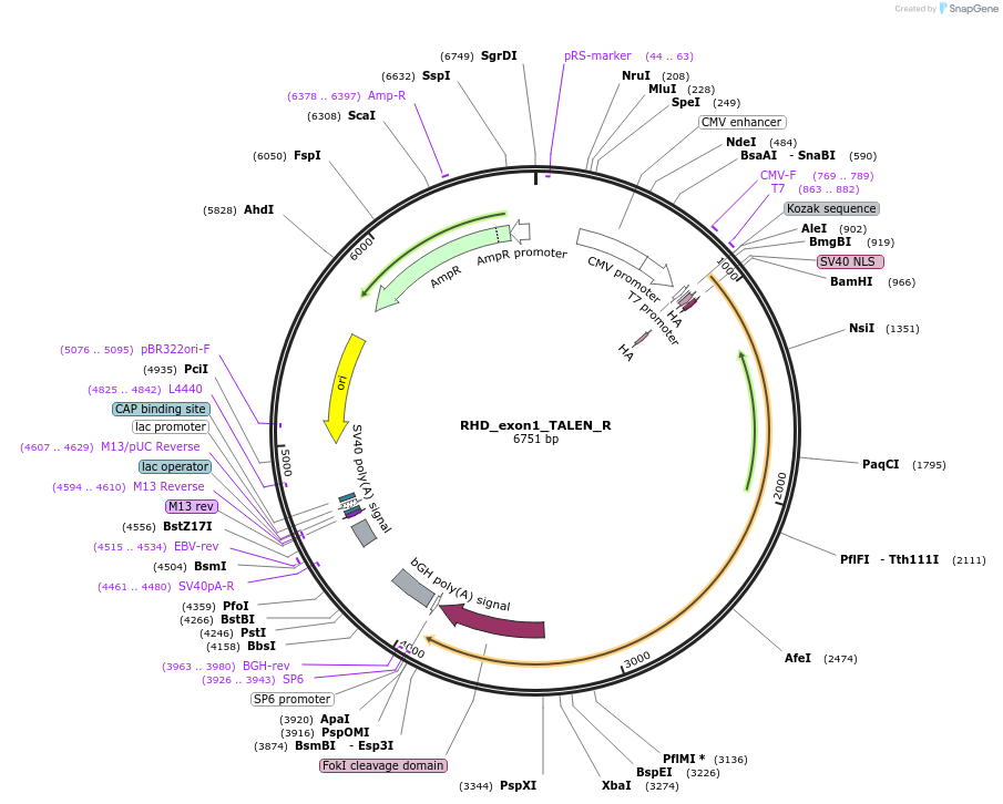 62240-plasmid-map-sequence-id-120075