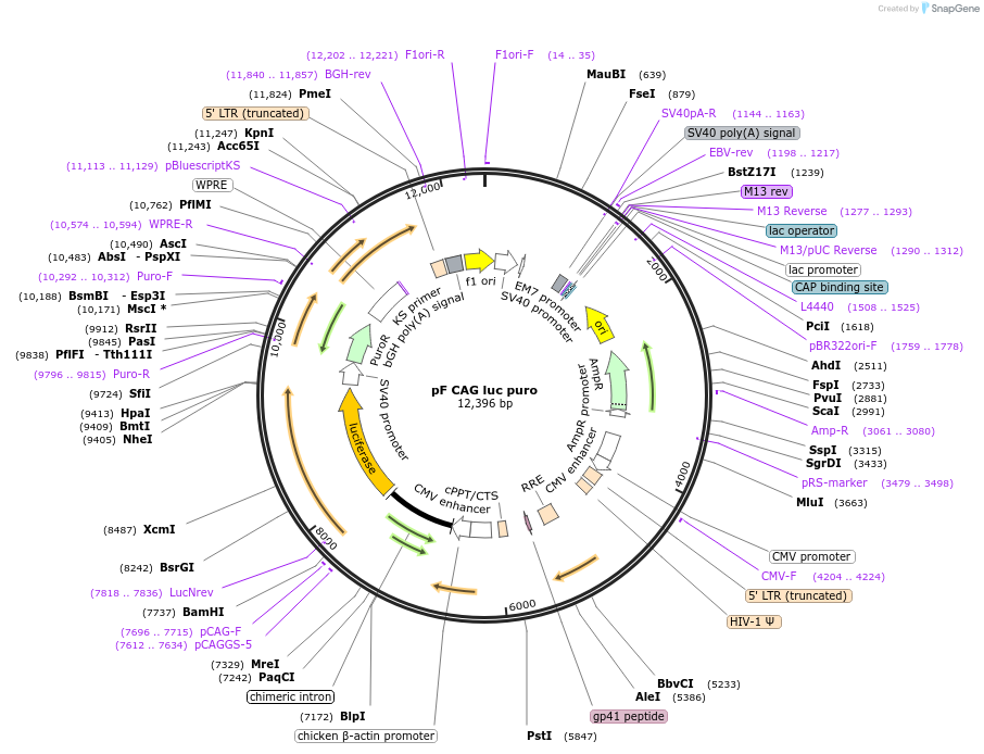 67501-plasmid-map-sequence-id-120084