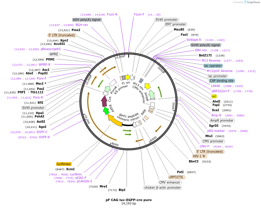 67503-plasmid-map-sequence-id-120118
