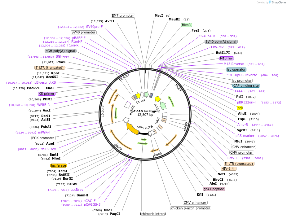 67502-plasmid-map-sequence-id-120129