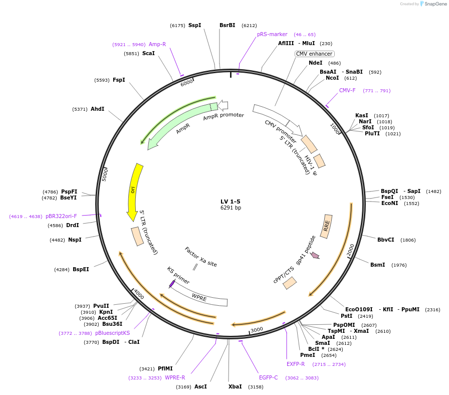 68411-plasmid-map-sequence-id-120171