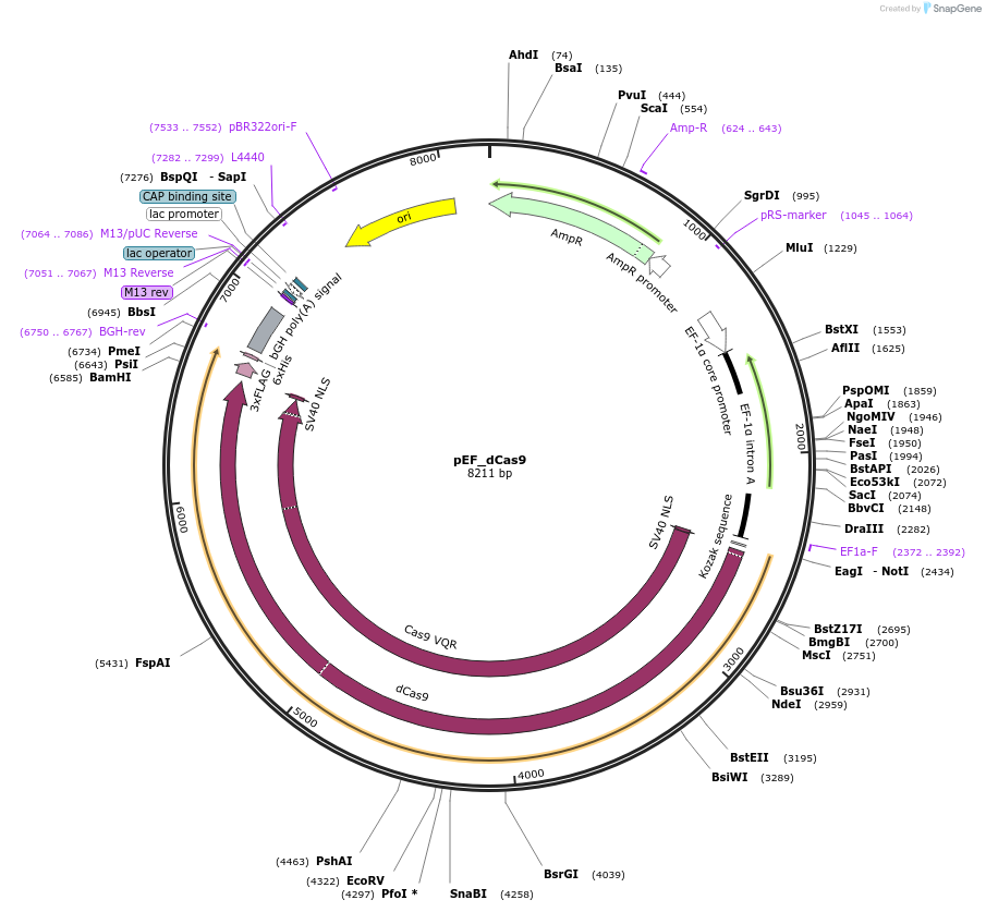 68416-plasmid-map-sequence-id-120194