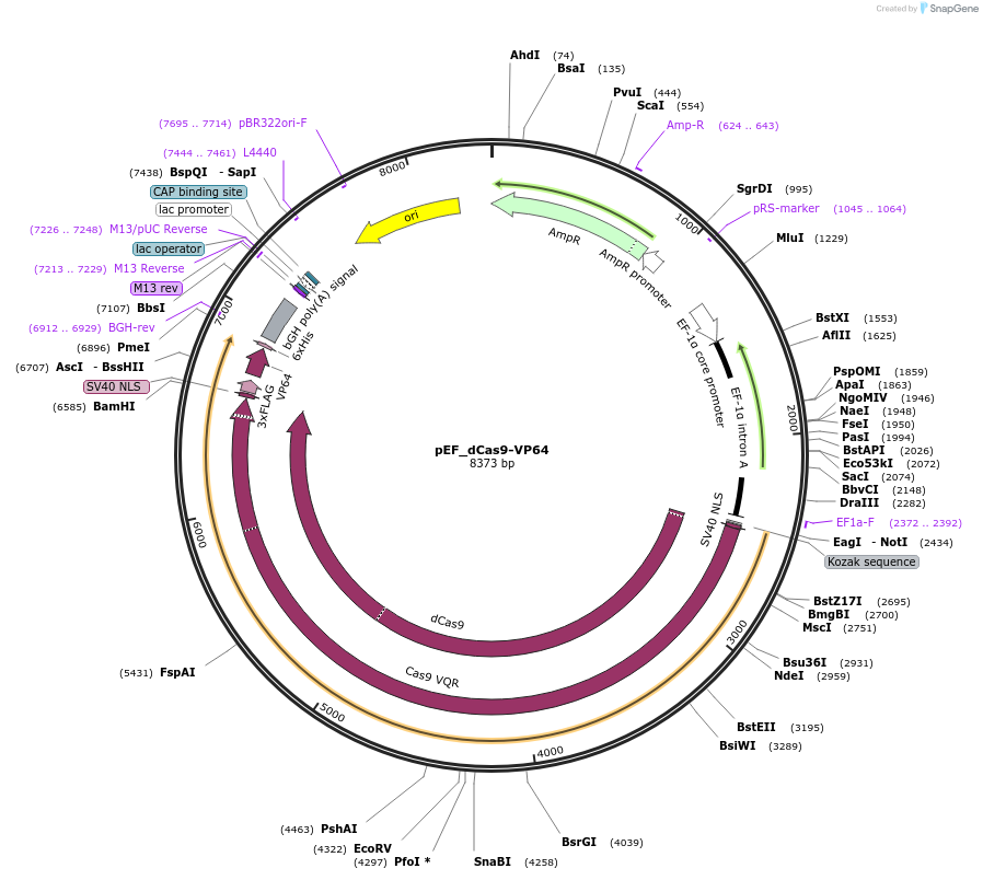 68417-plasmid-map-sequence-id-120195
