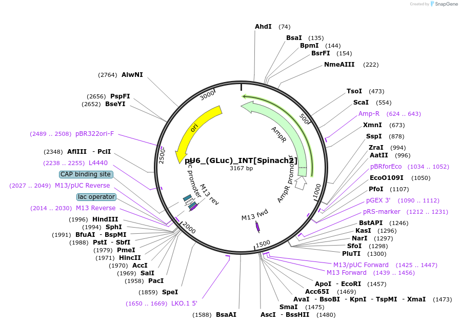 68430-plasmid-map-sequence-id-120208