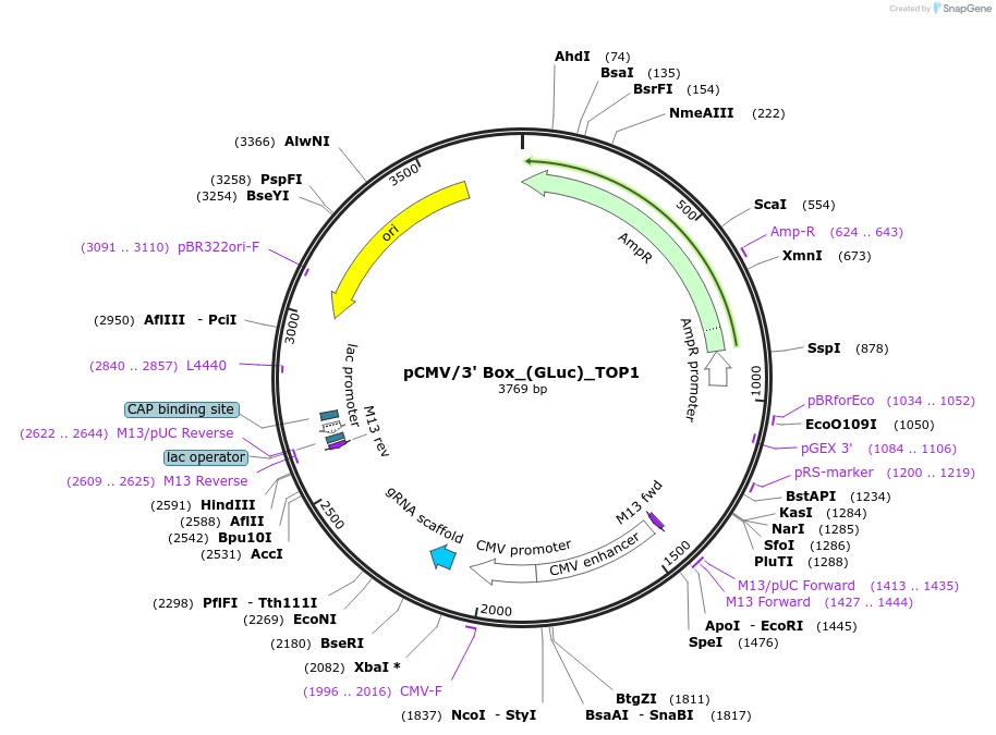 68434-plasmid-map-sequence-id-120212