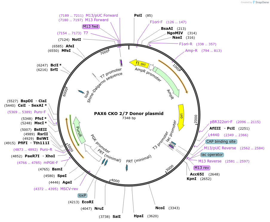 68467-plasmid-map-sequence-id-120252