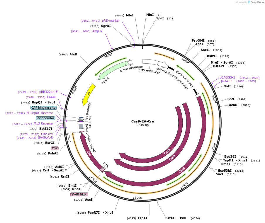 68468-plasmid-map-sequence-id-120253