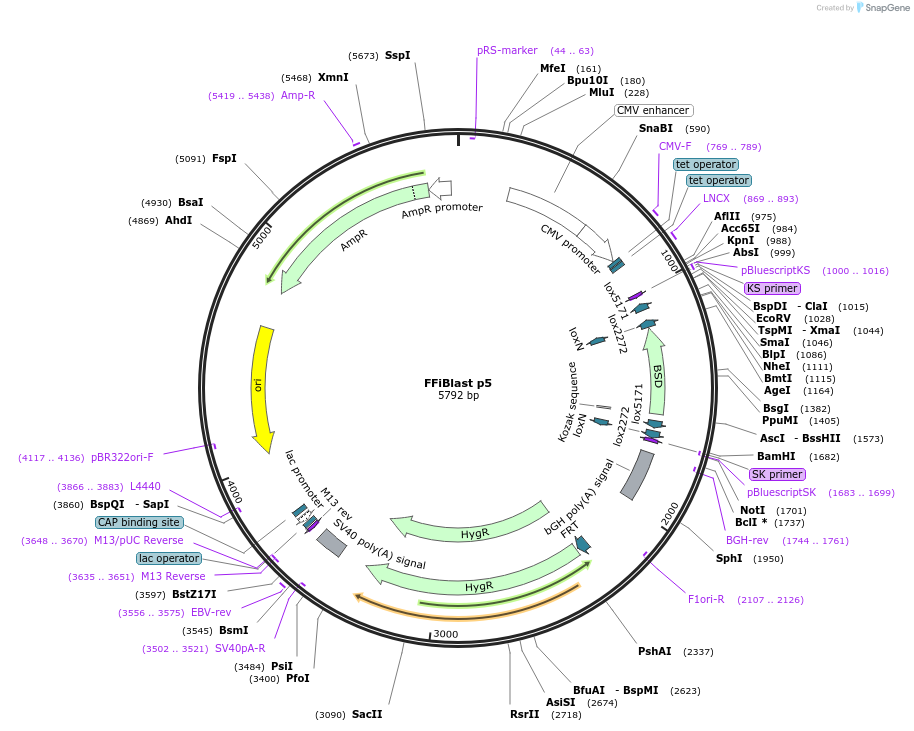 68470-plasmid-map-sequence-id-120255