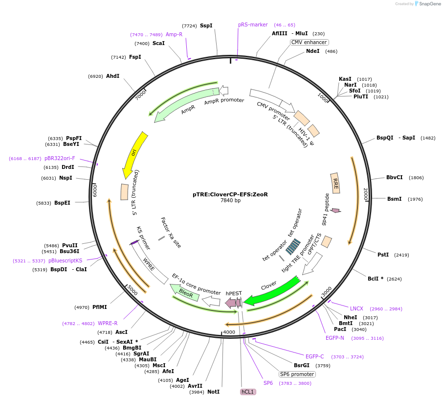 68478-plasmid-map-sequence-id-120334