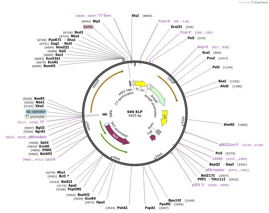 68393-plasmid-map-sequence-id-120356