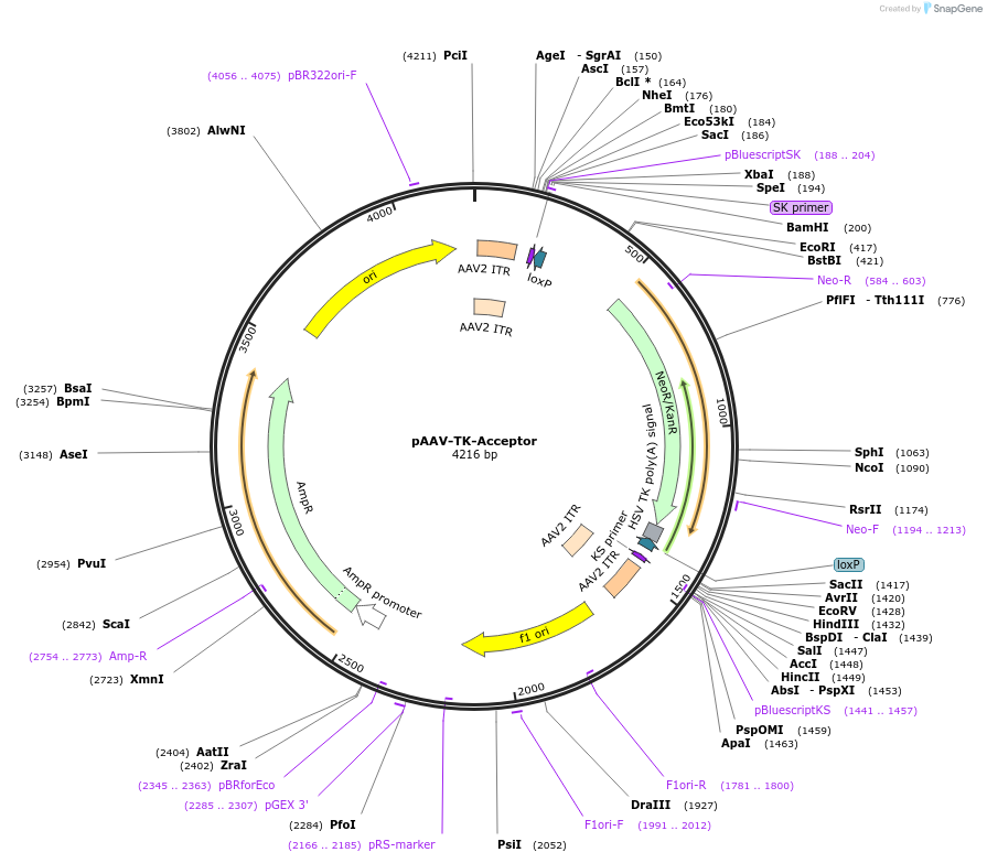 25649-plasmid-map-sequence-id-12039