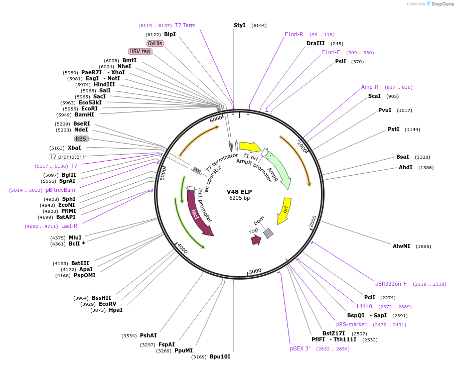 68395-plasmid-map-sequence-id-120391