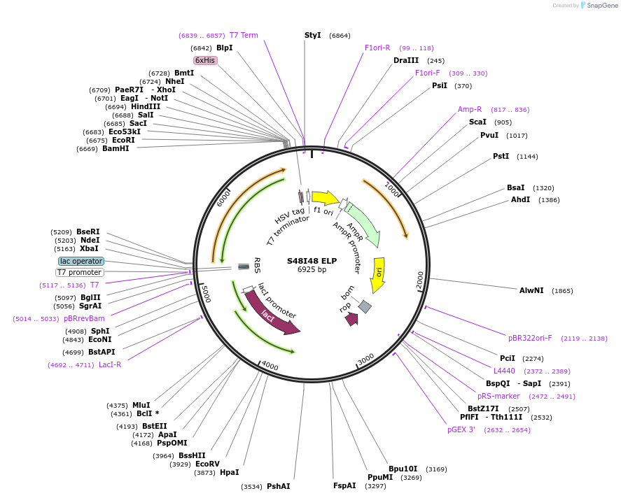 68394-plasmid-map-sequence-id-120395