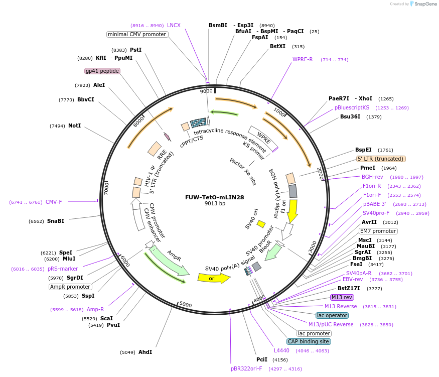 12041_map