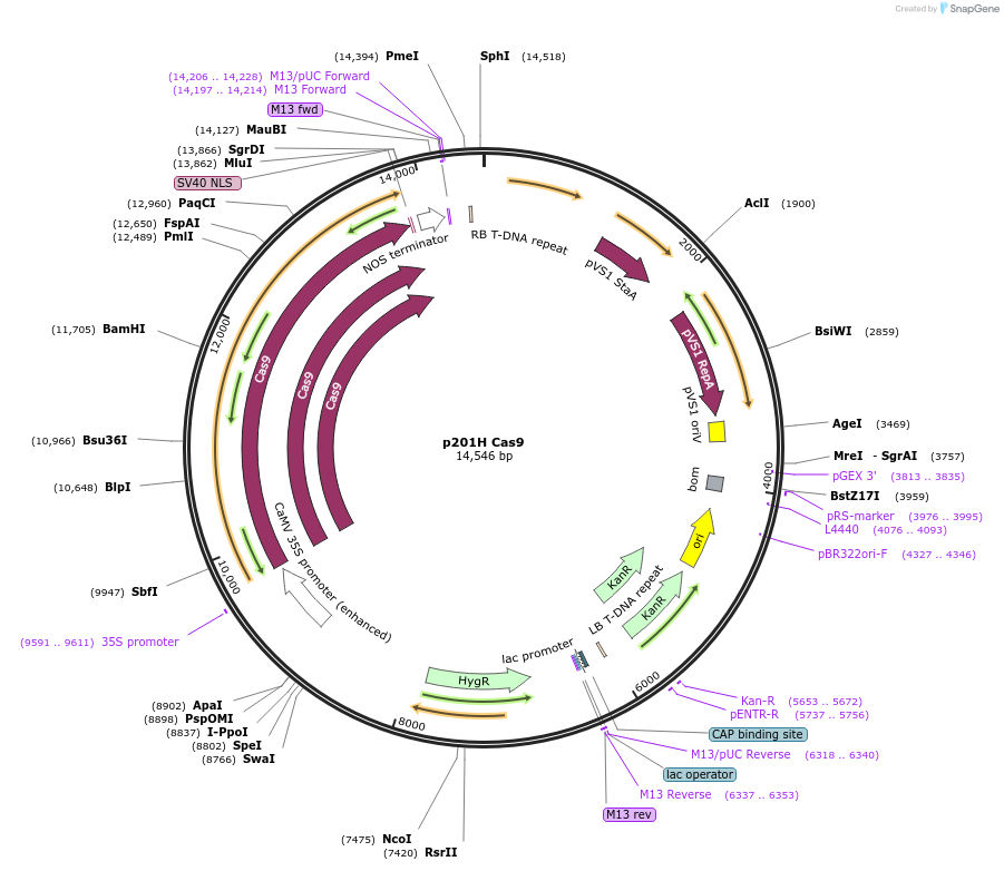 59176-plasmid-map-sequence-id-120424
