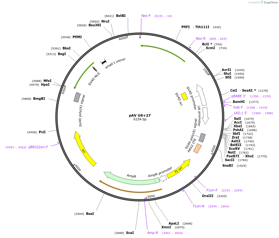 25709-plasmid-map-sequence-id-12044