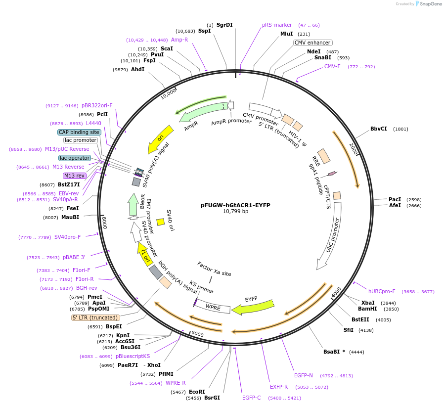 67795-plasmid-map-sequence-id-120489