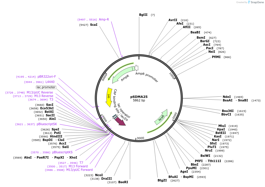 67940-plasmid-map-sequence-id-120525