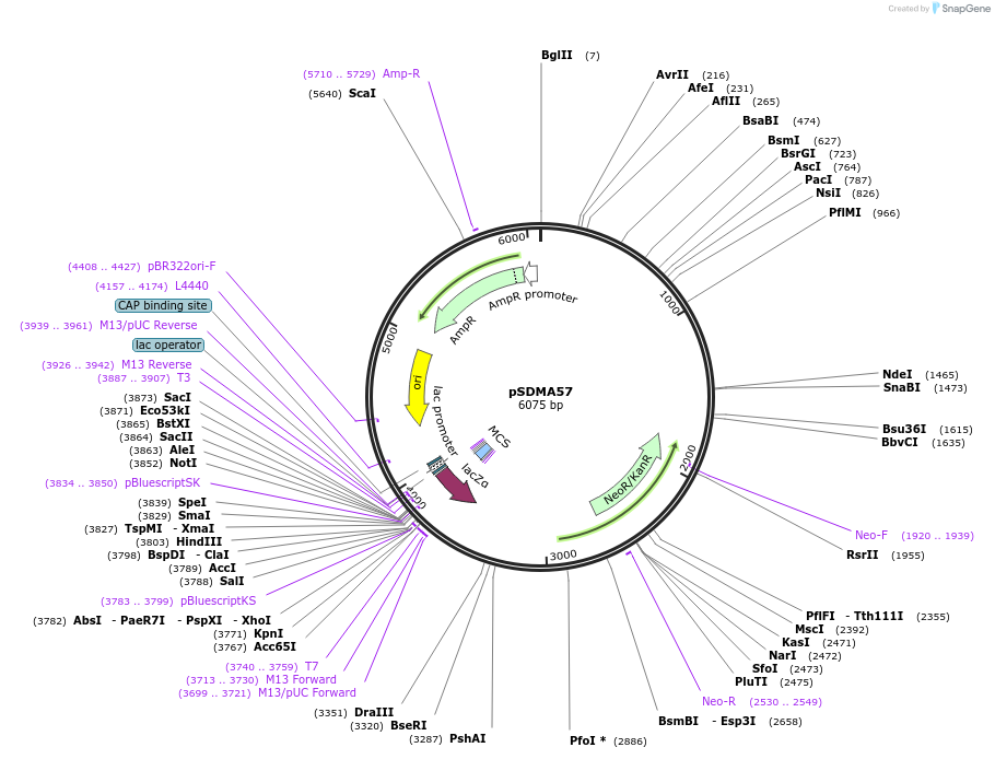 67941-plasmid-map-sequence-id-120526