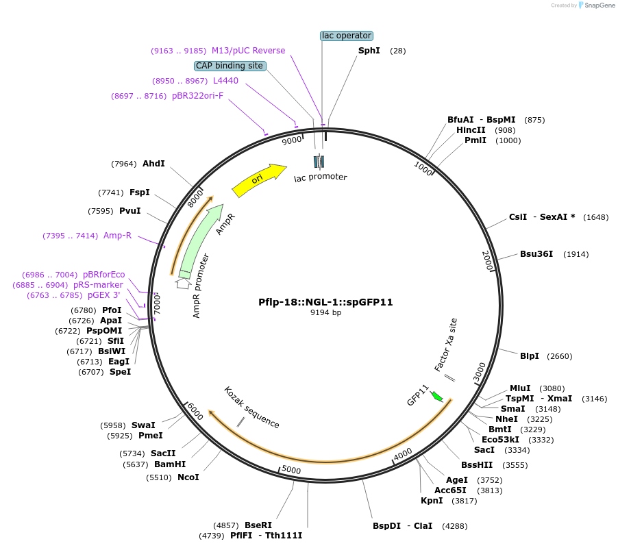 65828-plasmid-map-sequence-id-120548