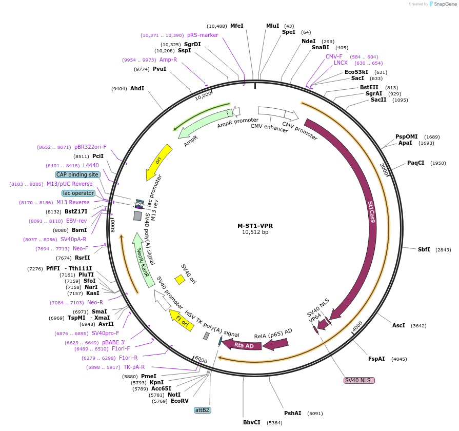 68498-plasmid-map-sequence-id-120553