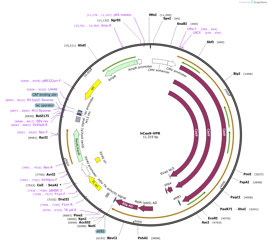 68497-plasmid-map-sequence-id-120555