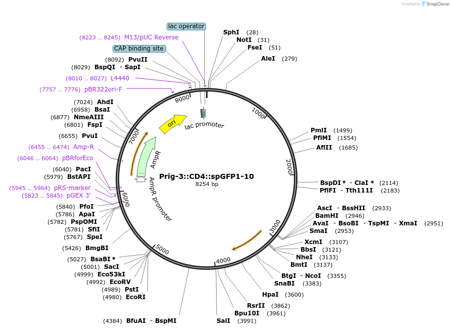 65829-plasmid-map-sequence-id-120558