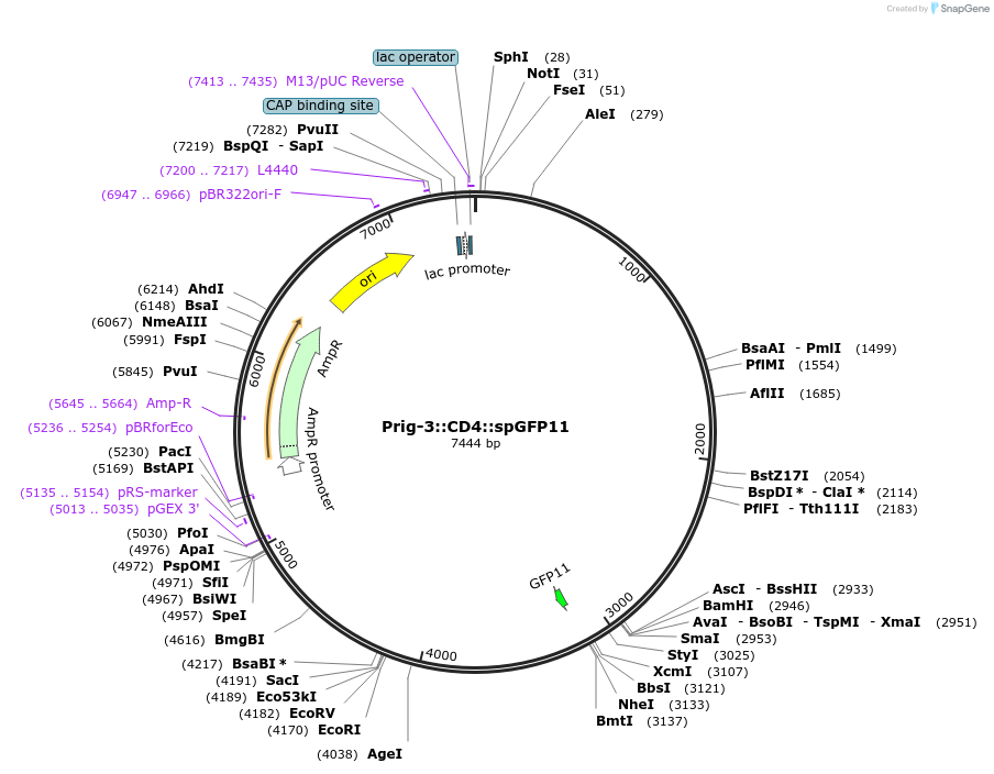 65830-plasmid-map-sequence-id-120559