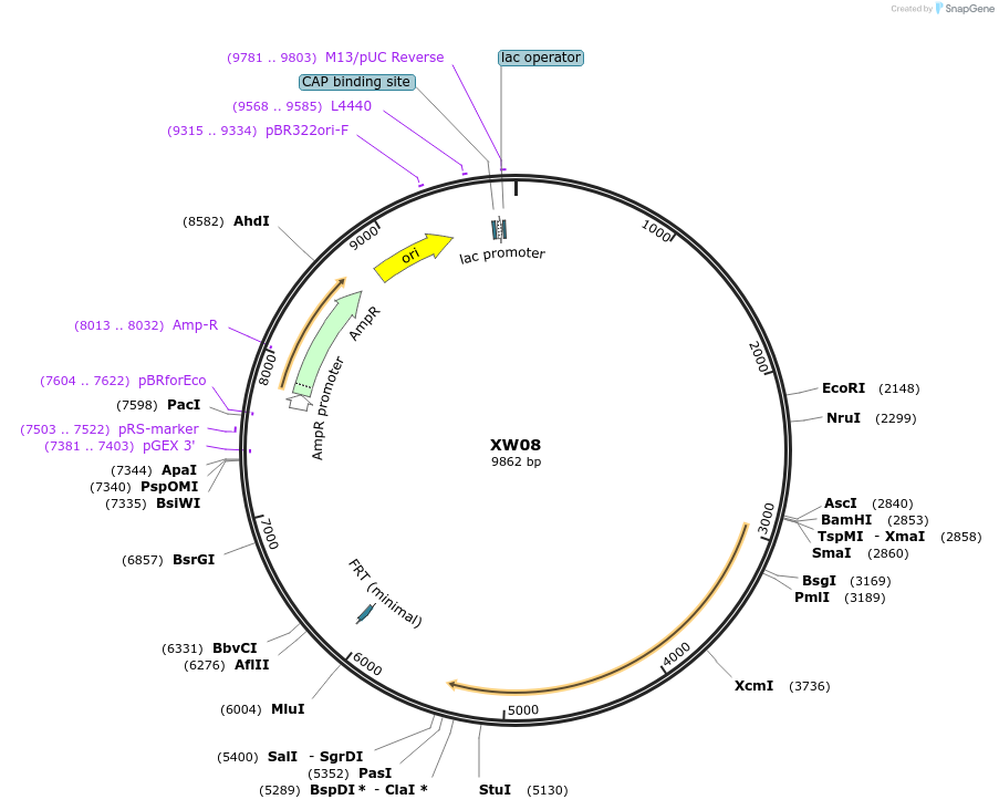 65832-plasmid-map-sequence-id-120561