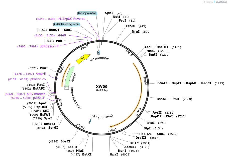 65833-plasmid-map-sequence-id-120563