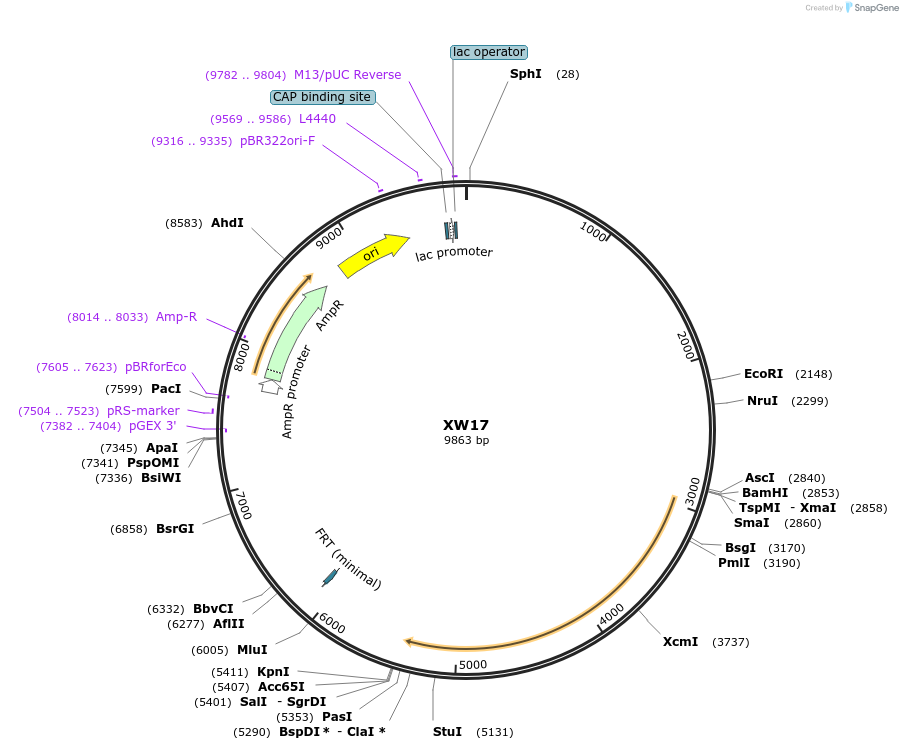 65835-plasmid-map-sequence-id-120565
