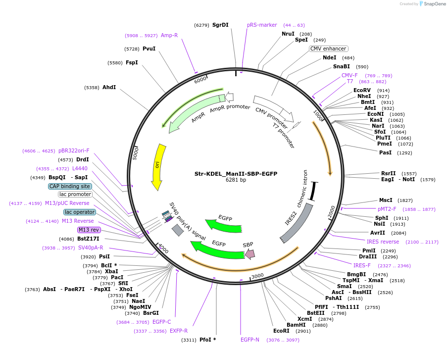 65252-plasmid-map-sequence-id-120582