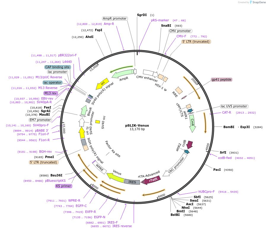 25734-plasmid-map-sequence-id-12059