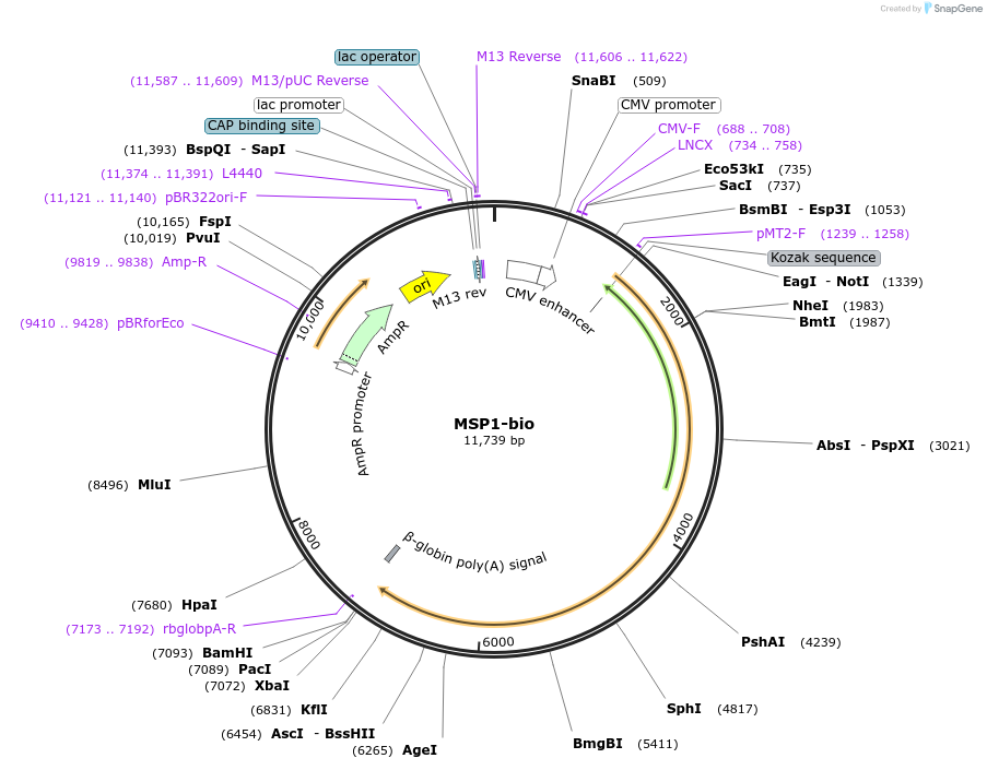 68505-plasmid-map-sequence-id-120604