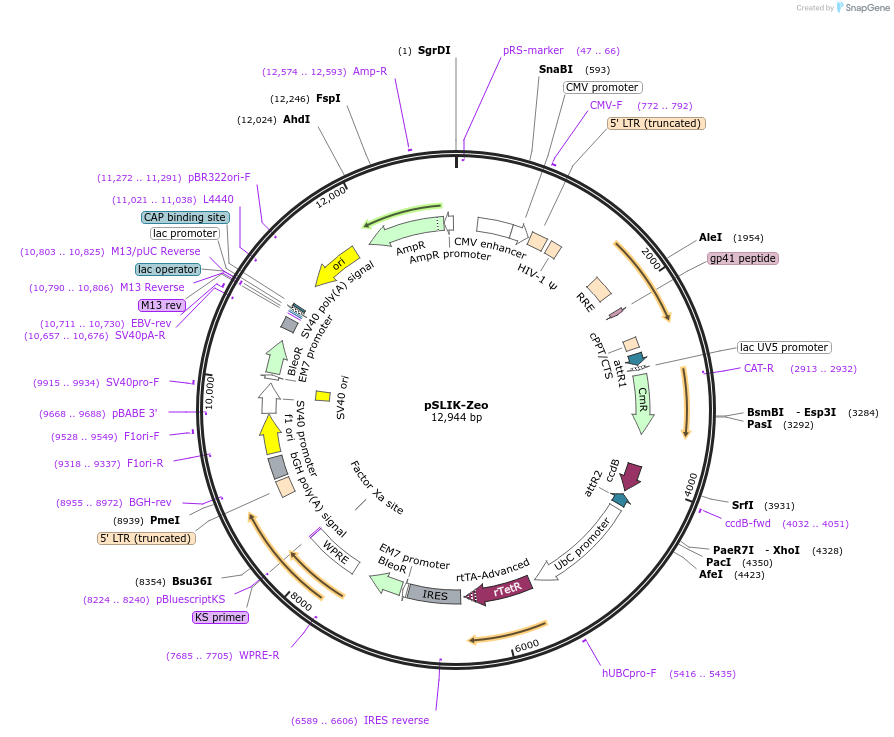 25736-plasmid-map-sequence-id-12061