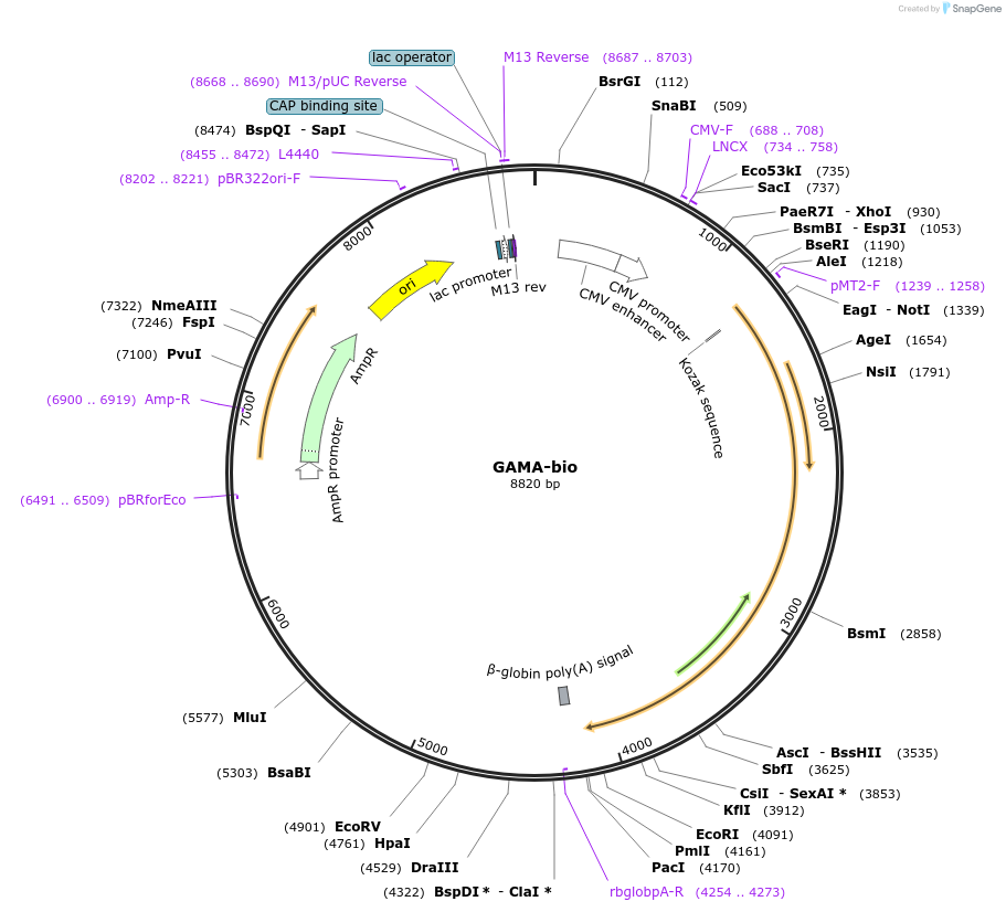 68522-plasmid-map-sequence-id-120638
