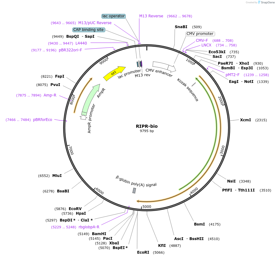 68526-plasmid-map-sequence-id-120646
