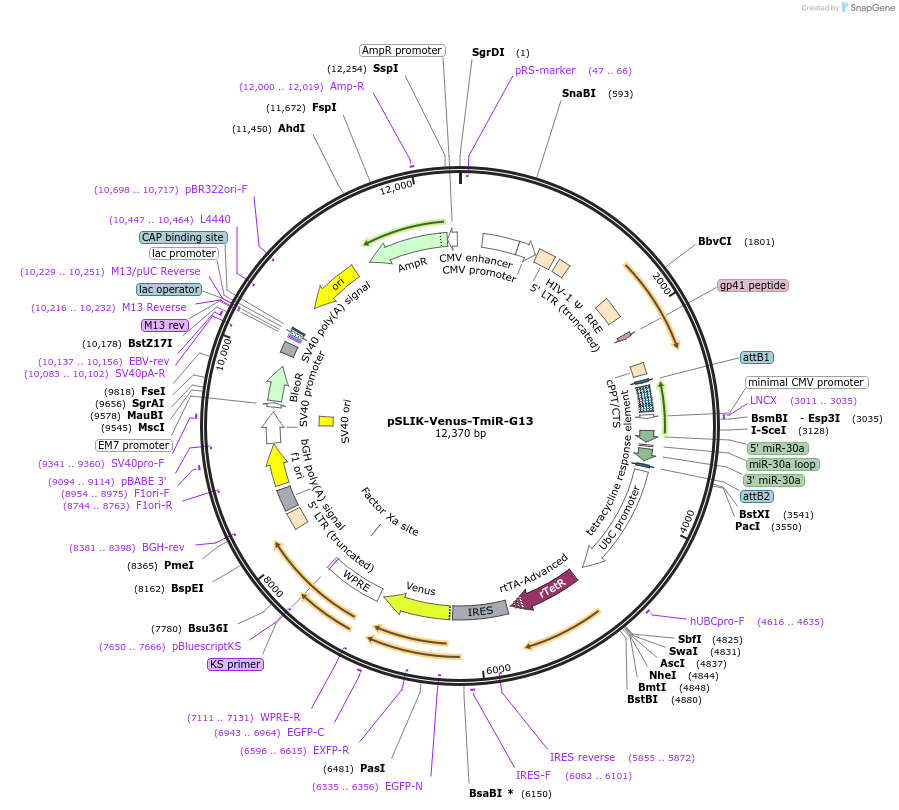 25741-plasmid-map-sequence-id-12066