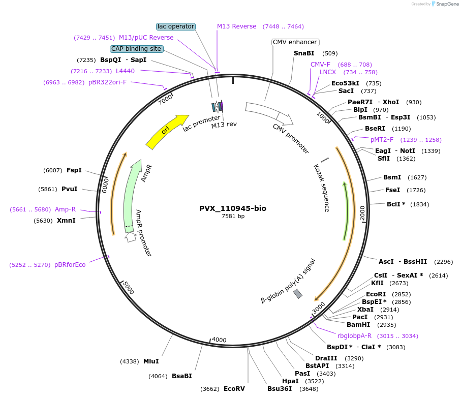 68538-plasmid-map-sequence-id-120666